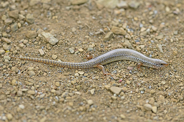 Gestreifter Walzenskink