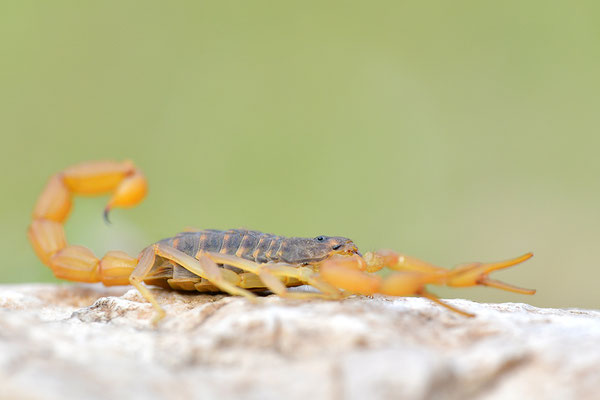 Gemeiner Skorpion