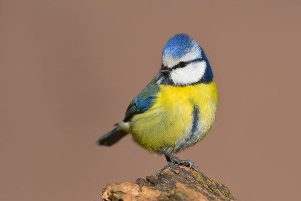Blaumeise