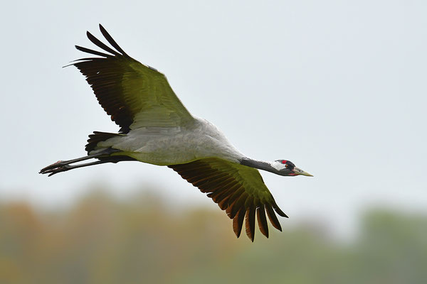 Kranich im Flug