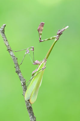 Empuse, Empusa fasciata