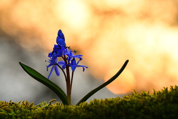 Blaustern