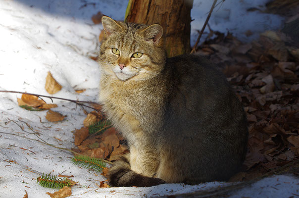 Wildkatze, Nationalpark Bayrischer Wald Tierfreigelände Neuschönau
