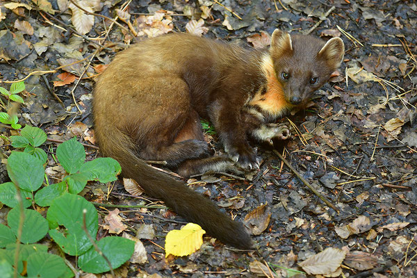 Baummarder im Otterpark Hankensbüttel