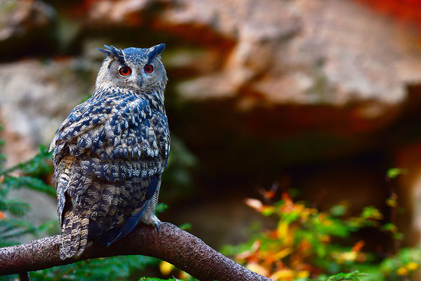 Uhu, Nationalpark Bayrischer Wald Tierfreigelände Neuschönau