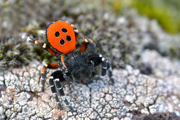 Rote Röhrenspinne, Männchen
