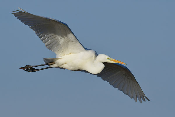 Silberreiher im Flug