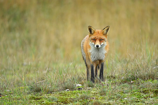 Fuchs