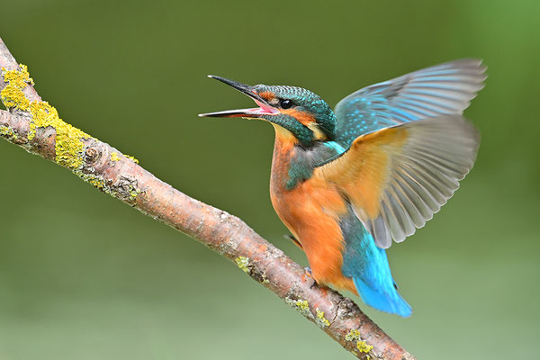 Eisvogel drohend
