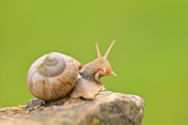 Weinbergschnecke