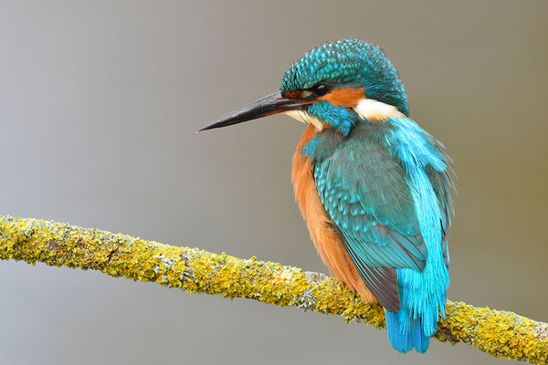 Eisvogel