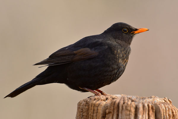 Amsel Männchen