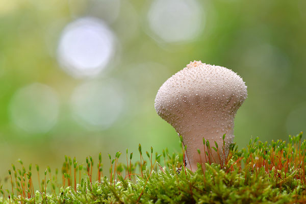 Flaschenstäubling