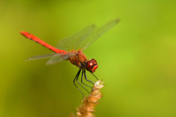 Blutrote Heidelibelle