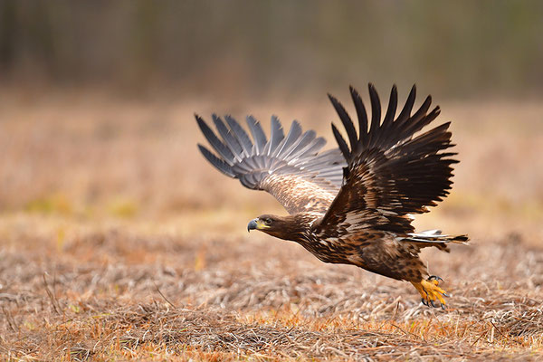 Seeadler im Abflug