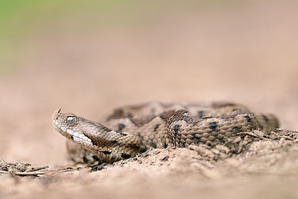 Hornotter