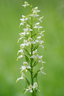 Grüne Waldhyazinthe