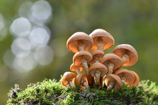 Stockschwämmchen