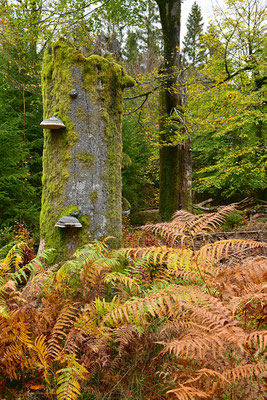 Urwald Nationalpark Eifel