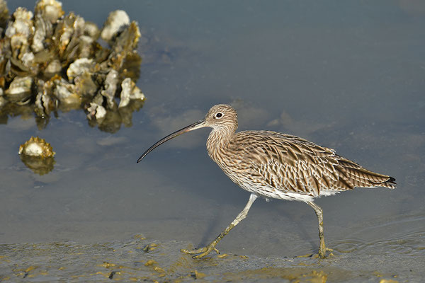 Großer Brachvogel