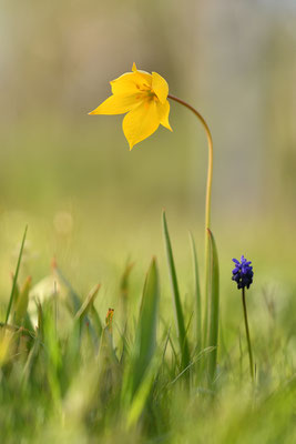 Weinbergtulpe