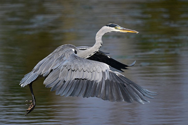 Graureiher im Flug