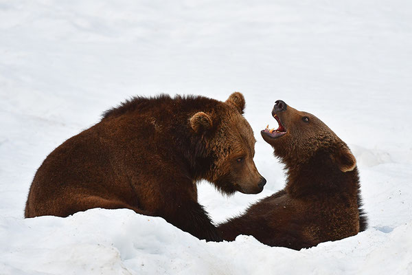 Braunbären kämpfend, Nationalpark Bayrischer Wald Tierfreigelände Neuschönau