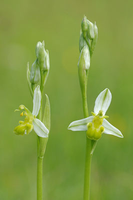 Gelbe Bienenragwurz flavescens