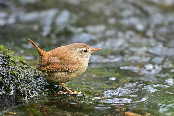 Zaunkönig