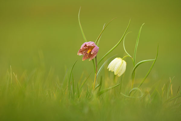 Schachbrettblume