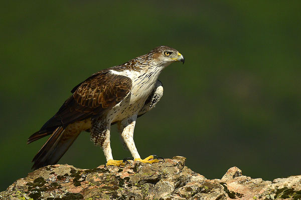 Habichtsadler