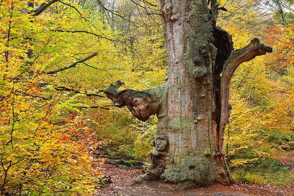 Urwald Sababurg