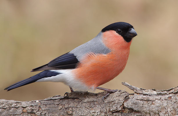 Dompfaff Männchen