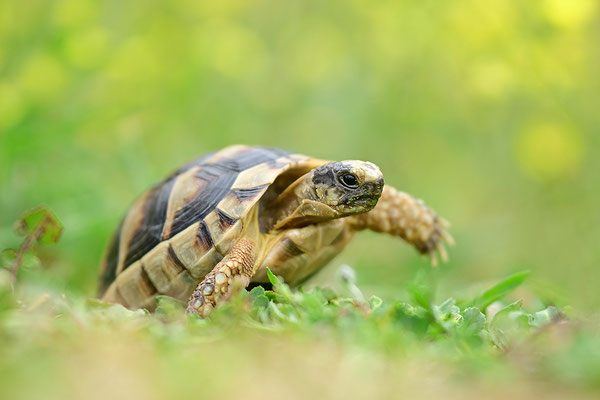 Breitrandschildkröte Jungtier