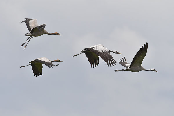 Kraniche im Flug