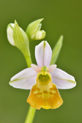 Gelbe Hummelragwurz flavescens