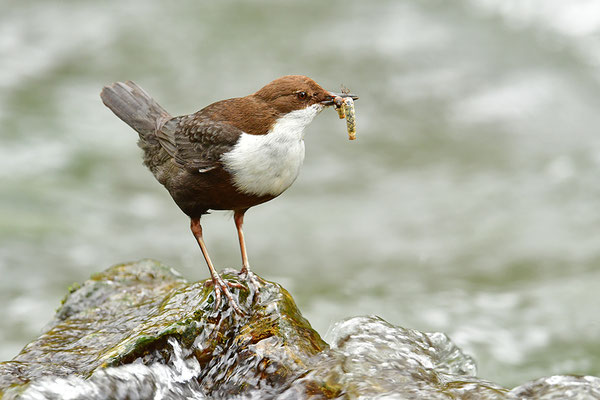Wasseramsel