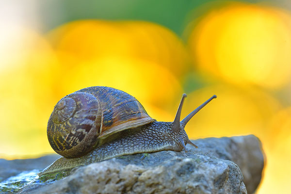 Gefleckte Weinbergschnecke