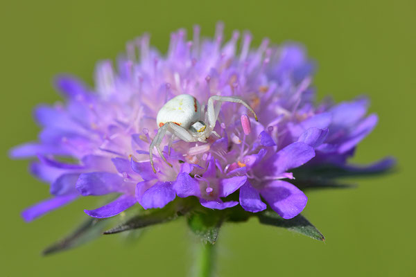 Veränderliche Krabbenspinne