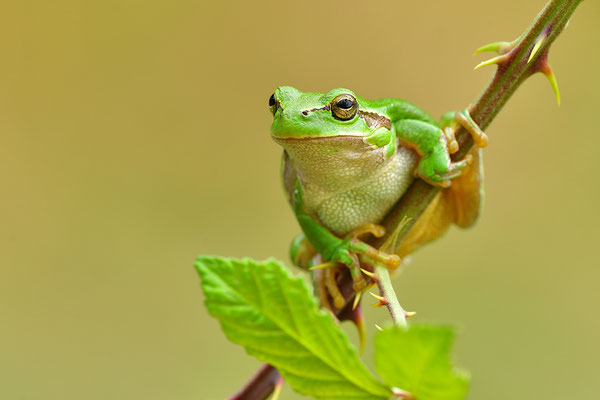 Laubfrosch Weibchen