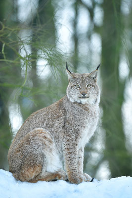 Luchs Tierpark Gangelt