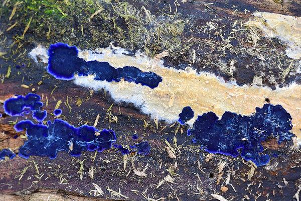 Blauer Rindenpilz