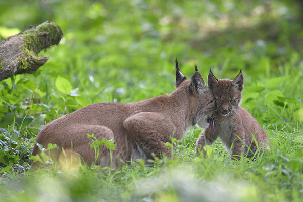 Luchs, Wildpark Anholter Schweiz