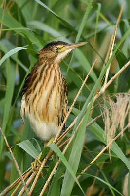 Zwergdommel Jungvogel