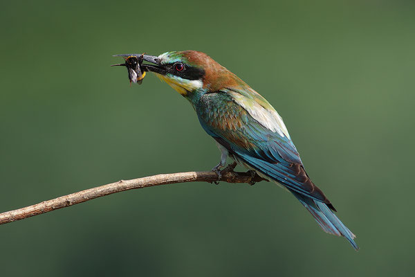 Bienenfresser Jungvogel mit Beute