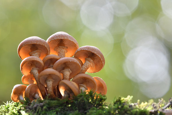 Stockschwämmchen
