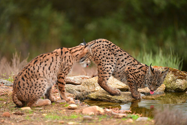 Pardelluchs