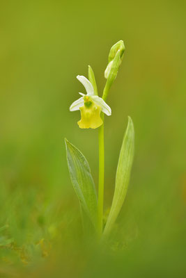 Gelbe Hummelragwurz flavescens