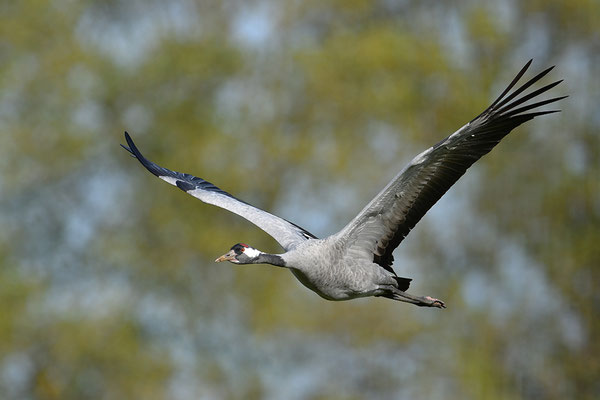 Kranich im Flug