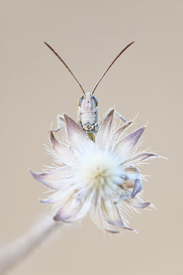 Grashüpfer